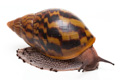 Achatina achatin achatina Ghana typ 1a x 2 semiadult